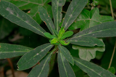 Euphorbia amygdaloides