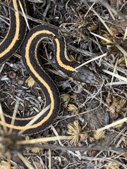 Thamnophis atratus