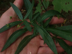 Lysimachia lanceolata