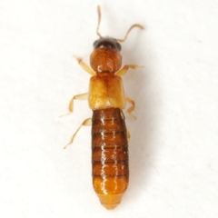 Bledius