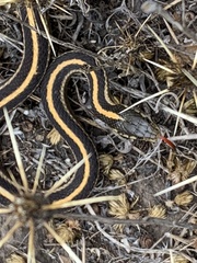 Thamnophis atratus