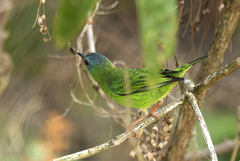 Dacnis cayana