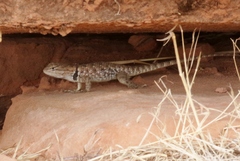 Sceloporus uniformis