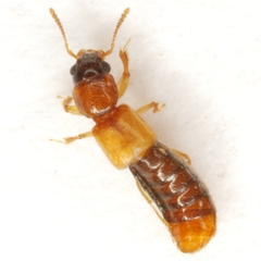 Bledius