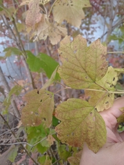 Viburnum opulus opulus