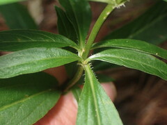 Lysimachia lanceolata