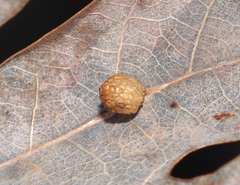 Acraspis pezomachoides