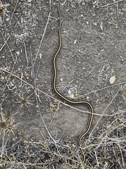 Thamnophis atratus