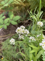Lobularia maritima