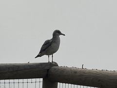 Larus californicus