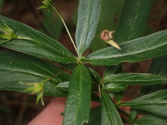 Lysimachia lanceolata