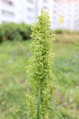 Rumex pseudonatronatus