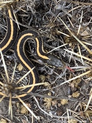 Thamnophis atratus
