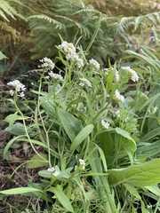 Lobularia maritima