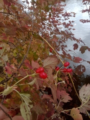 Viburnum opulus opulus