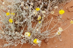 Baileya multiradiata