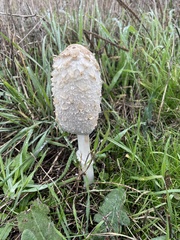 Coprinus