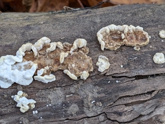 Neoantrodia serialis