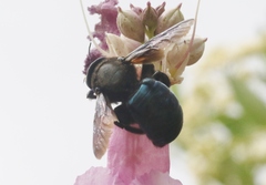 Xylocopa californica arizonensis