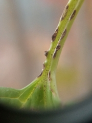 Viburnum opulus opulus