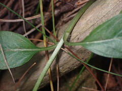 Lysimachia lanceolata
