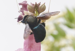 Xylocopa californica arizonensis