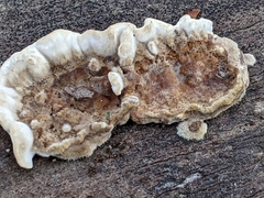 Neoantrodia serialis