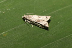 Tortricidae