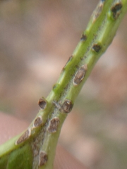 Viburnum opulus opulus