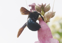 Xylocopa californica arizonensis