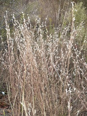 Schizachyrium scoparium