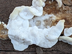 Neoantrodia serialis