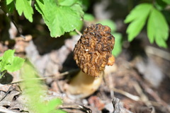 Morchellaceae