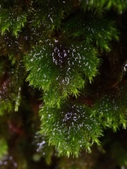 Hypnodendron