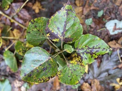 Diplocarpon rosae
