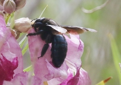 Xylocopa californica arizonensis