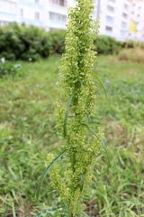 Rumex pseudonatronatus