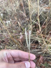 Schizachyrium scoparium