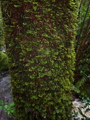 Hypnodendron