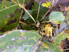 Diplocarpon rosae