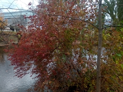 Viburnum opulus opulus