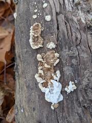 Neoantrodia serialis