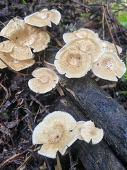 Lentinus