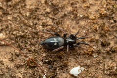 Poecilochroa