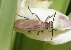 Epicauta ochrea
