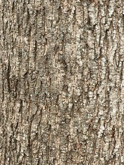 Carya cordiformis