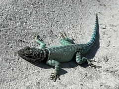 Sceloporus cyanostictus