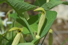 Aristolochia lutea