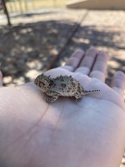 Phrynosoma cornutum