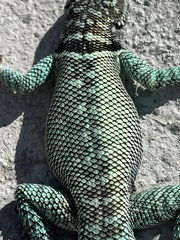 Sceloporus cyanostictus